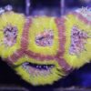 Yellow Acan Coral