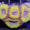 Yellow Acan Coral