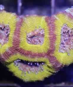 Yellow Acan Coral