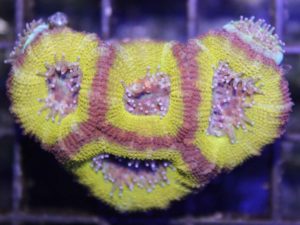 Yellow Acan Coral