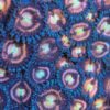 Supernova Zoas