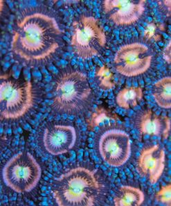 Supernova Zoas