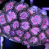 Hubbabubba Zoas