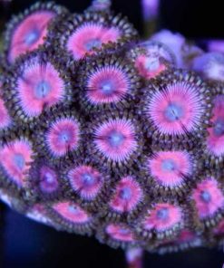Hubbabubba Zoas