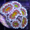 Wysiwyg Aussie Unbelievable Acan