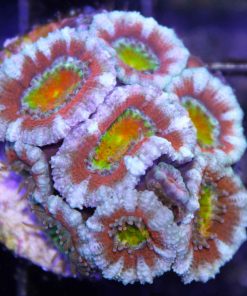 Wysiwyg Aussie Unbelievable Acan