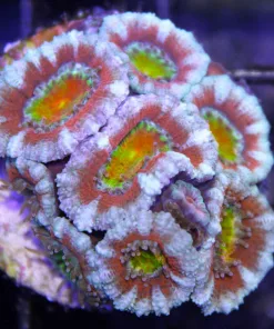 Wysiwyg Aussie Unbelievable Acan