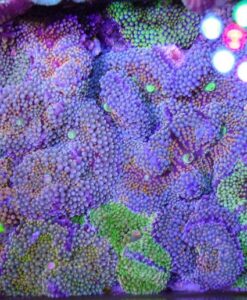 Ricordia coral canada