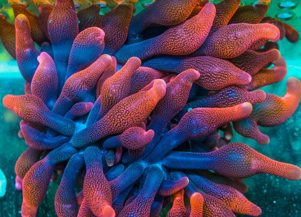 Frag Box Corals