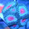 Miami Vice Zoas