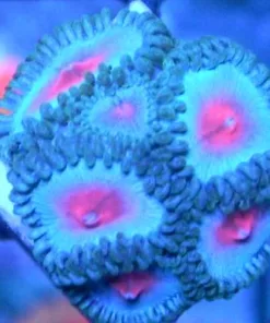 Miami Vice Zoas
