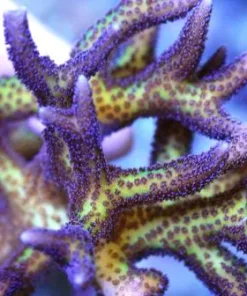 Birds of Paradise 1” frag