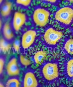 Scrambled Eggs Zoas