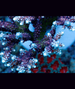 RR Pink Cadillac Frag