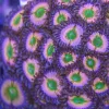 SC Orange Rainbow Zoa