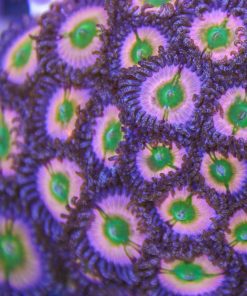 SC Orange Rainbow Zoa