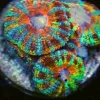 Ultra Acan 1