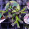 Birds of Paradise 1” frag