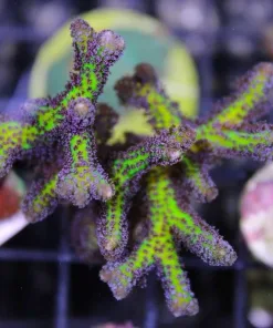 Birds of Paradise 1” frag