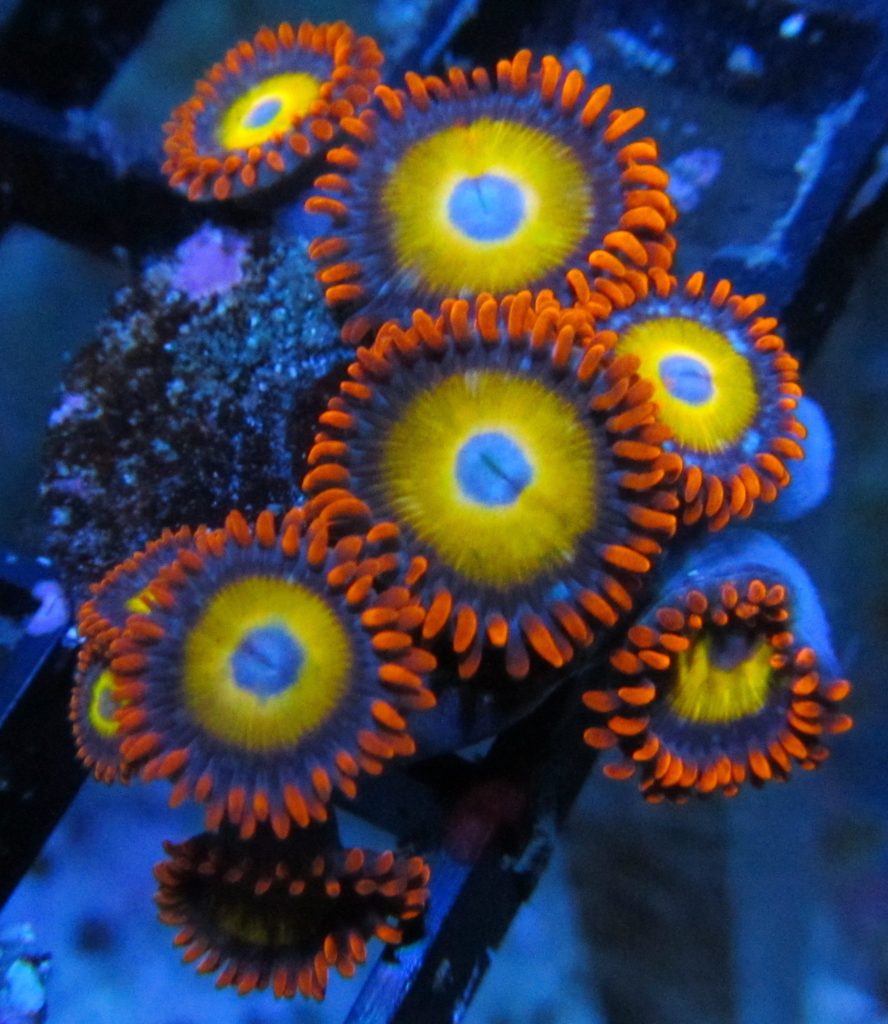 Frag Box Corals