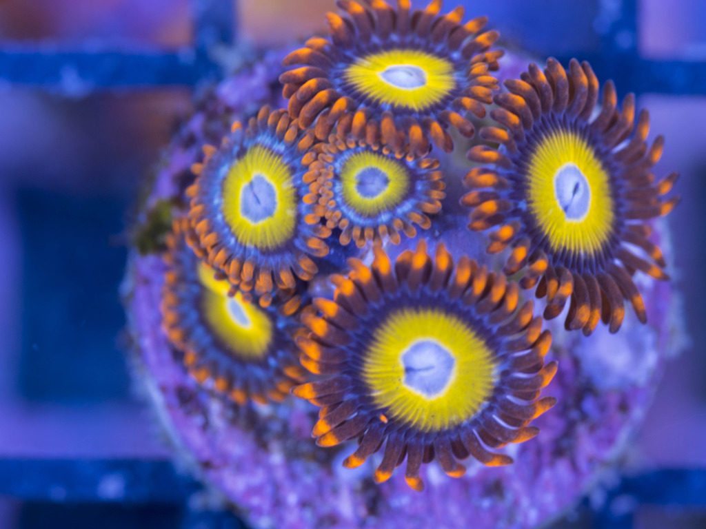 Frag Box Corals