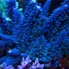 Cali Tort Acropora