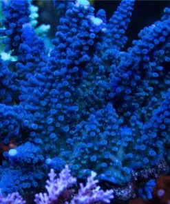Cali Tort Acropora