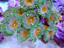 Frag Box Corals