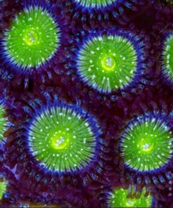 Frozen Apple Zoanthid Frag (Row #1)