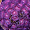 God of War Zoas