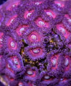 God of War Zoas