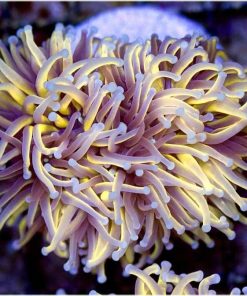 Indo Golden Torch Frag