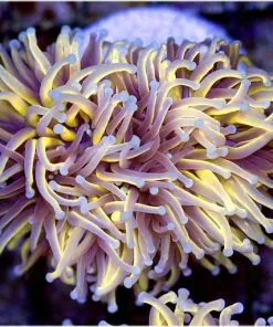 Indo Golden Torch Frag