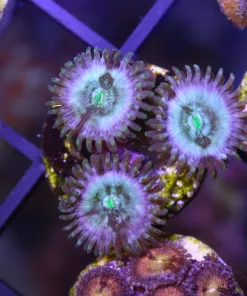 Hawaiin People Eaters