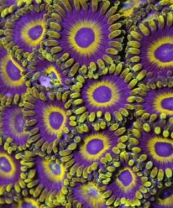 La Lakers Zoanthids