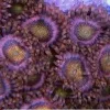 Mohawk Zoanthids