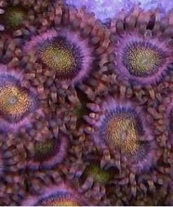 Mohawk Zoanthids