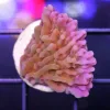 Nauti Spiral Montipora
