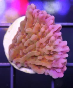 Nauti Spiral Montipora