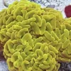 Golden Hammer Coral