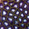 Black Hole Sun Zoas
