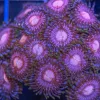 Passion Fruit Zoas