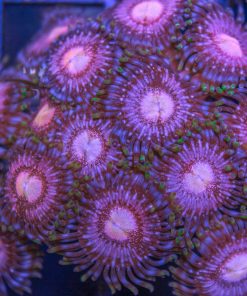 Passion Fruit Zoas
