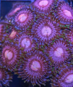 Passion Fruit Zoas