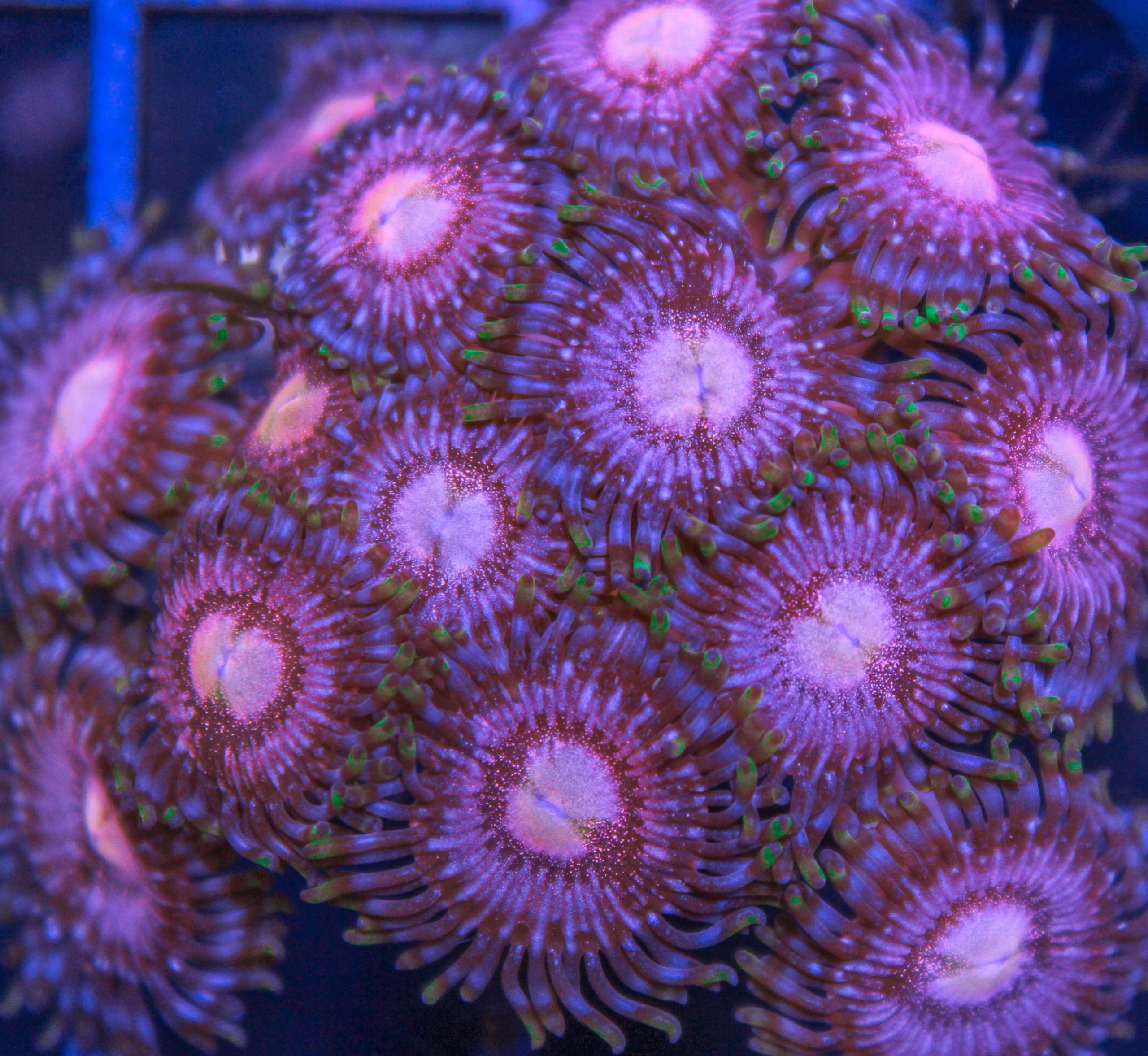 Passion Fruit Zoas - Frag Box Corals