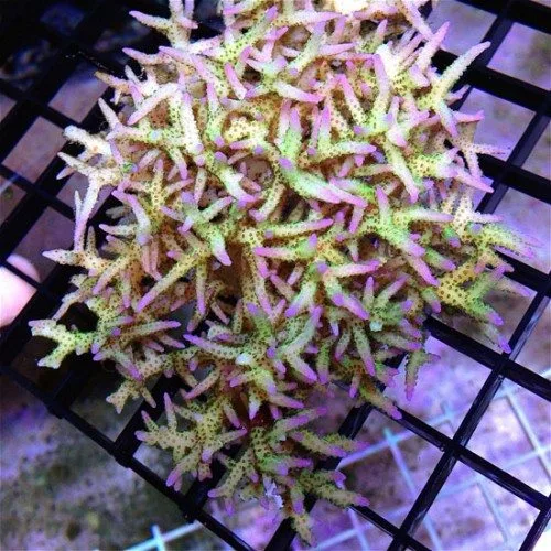 Frag Box Corals