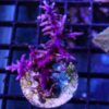 Purple Dragon 3” wysiwyg
