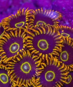 Rainbow Hornets Zoas