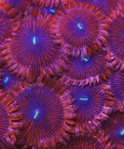 Red People Eater Zoa
