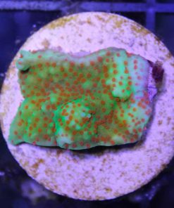 Reverse Sunset Montipora